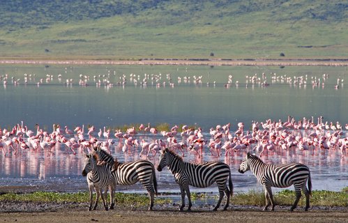 Zebras und Flamingos stehen an einem See in Tansania.