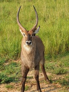 Eine Antilope, die in die Kamera schaut.