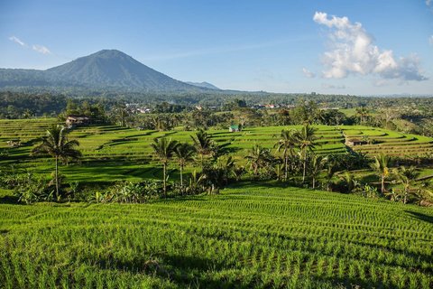 Grüne Reisterrassen erstrecken sich über Hügel auf Bali. Zwischen den Feldern wachsen hohe Palmen. Im Hintergrund erhebt sich ein bewaldeter Vulkan.