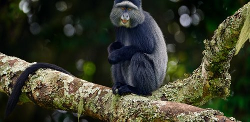 Affe sitzt auf einem Baumstamm und schaut in die Kamera