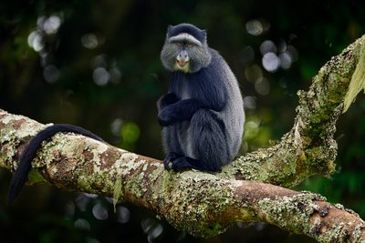 Affe sitzt auf einem Baumstamm und schaut in die Kamera