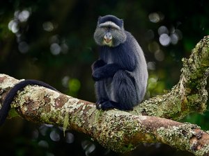 Affe sitzt auf einem Baumstamm und schaut in die Kamera