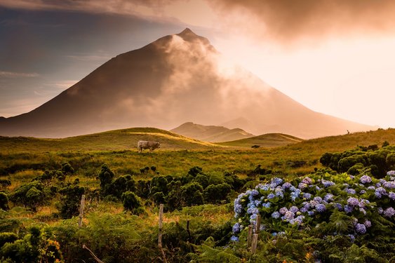 Hinter einer Graslandschaft mit einem blauen Hortensienbusch rechts erhebt sich der Vulkan Pico in den Himmel.