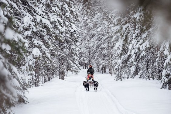 Eine Husky-Schlittenfahrt in Schwedisch Lappland