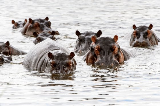 Man sieht etwa acht Nilpferde auf den Betrachter zuschwimmen. Aus dem Wasser schauen größtenteils nur ihre Köpfe heraus.
