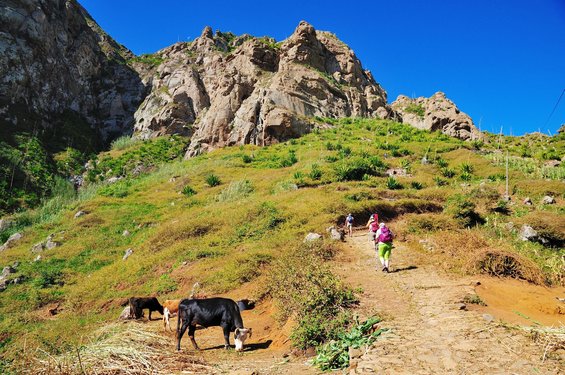 Wanderer laufen entlang eines Wanderweges vorbei an Kühen auf der Insel São Nicolau.