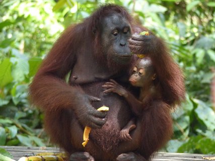 Affenmutter und ihr Kind auf Borneo