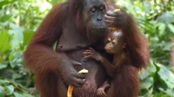Affen Borneo Ein Affe mit seinem Kind auf Borneo