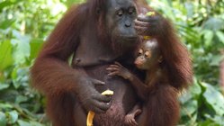 Ein Affe mit seinem Kind auf Borneo