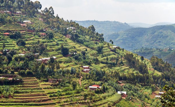 Grüne Terrassenfelder an einem Berg im Muvamba River Valley in Ruanda.