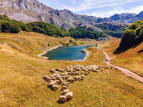 Im Vordergrund äsen Schafe auf einer abfallenden Wiese in einer Gebirgslandschaft. In der Bildmitte liegt ein See, umfangen von einem Waldstreifen, hinter dem sich karge Berge erheben. Rechts am See vorbei führt eine schmale unasphaltierte Straße, auf der mit etwas Abstand zwei Autos auf den Betrachter zu fahren.
