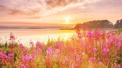 Die Sonne geht über einem See mit Wildblumen unter