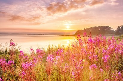 Die Sonne geht über einem See mit Wildblumen unter