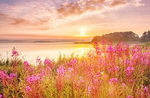 Die Sonne geht über einem See mit Wildblumen unter