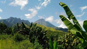 Blick in die grüne Landschaft Indonesiens mit Bergen im Hintergrund