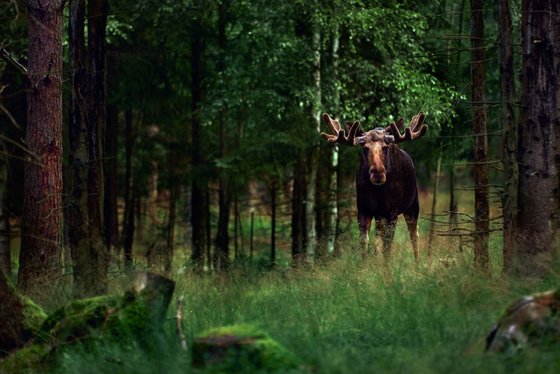 Der Elch, die größte heute vorkommende Hirschart In einem Wald steht ein Hirsch und schaut den Betrachter an.