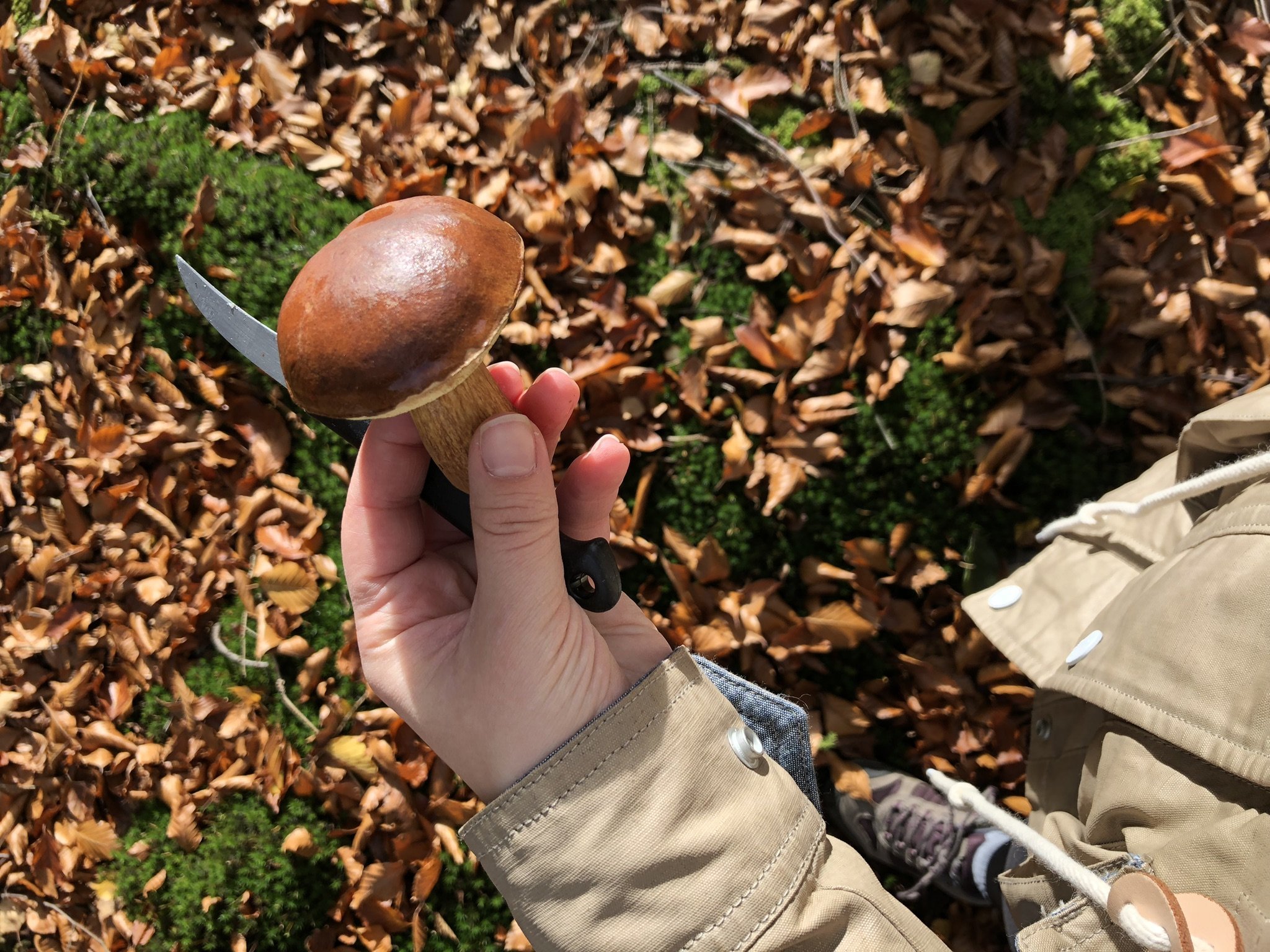 Pilz wird in der Hand gehalten beim Team Ausflug von Reisen mit Sinnen