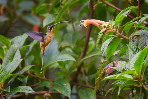 Nahaufnahme von einem fliegenden Kolibri vor eine Blume