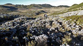 Blick in die Landschaft und über ein Blumenmeer des Menz-Guassa Plateaus in Äthiopien.