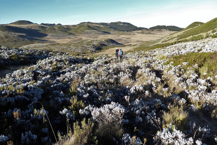 Blick in die Landschaft und über ein Blumenmeer des Menz-Guassa Plateaus in Äthiopien.