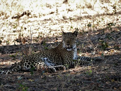 Ein Leopard liegt im Schatten