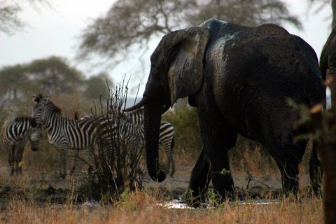 Ein Elefant und Zebras in Tansania