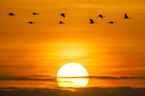 Kranichflug vor der untergehenden Sonne auf Fischland-Darß-Zingst