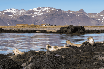 auf einem Algen-übersäten Küstenstreifen liegen mehrere Robben. Im Mittelgrund sieht man das Meer, dahinter Häuser mit roten Dächern vor einer Gebirgskette.