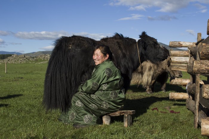 Frau melkt ein Yak