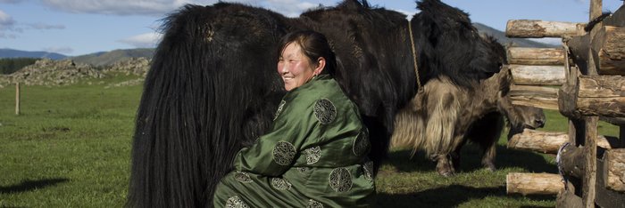 Frau melkt ein Yak
