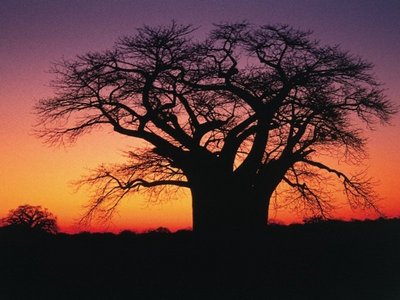safari afrika nachhaltig
