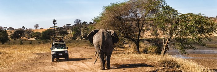 Eins Safari Fahrzeug in der Serengeit auf sandiger Straße mit Blick auf einem Elefanten.