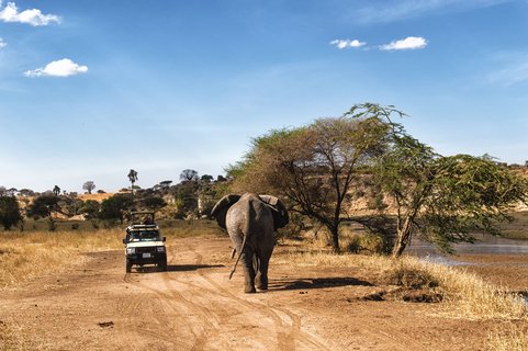 Eins Safari Fahrzeug in der Serengeit auf sandiger Straße mit Blick auf einem Elefanten.