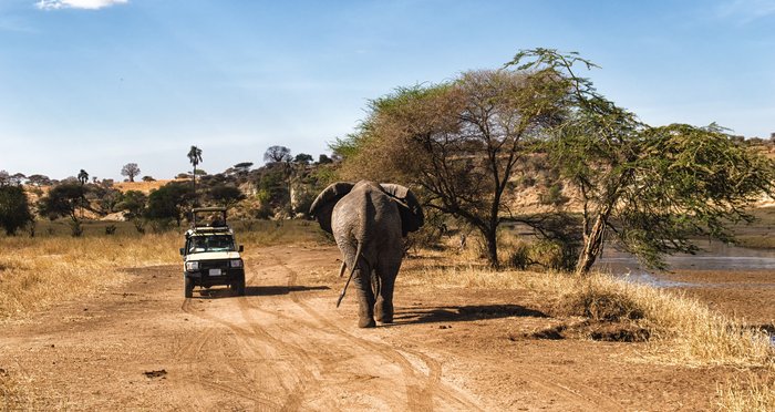 Eins Safari Fahrzeug in der Serengeit auf sandiger Straße mit Blick auf einem Elefanten.