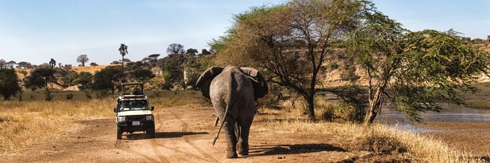 Safari in der Serengeti in Tansania mit Sichtung eines Elefanten Eins Safari Fahrzeug in der Serengeit auf sandiger Straße mit Blick auf einem Elefanten.