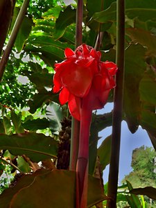 Ein exotische Blume mit roten Blüten