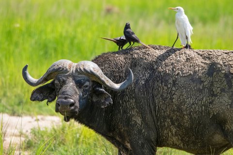 Vögel sitzen auf dem Rücken eines afrikanischer Büffel