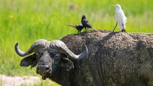 Afrikanischer Büffel im Murchison Falls Nationalpark in Uganda Vögel sitzen auf dem Rücken eines afrikanischer Büffel