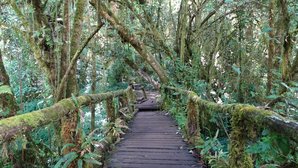 Doi Inthanon Nationalpark Doi Inthanon Nationalpark