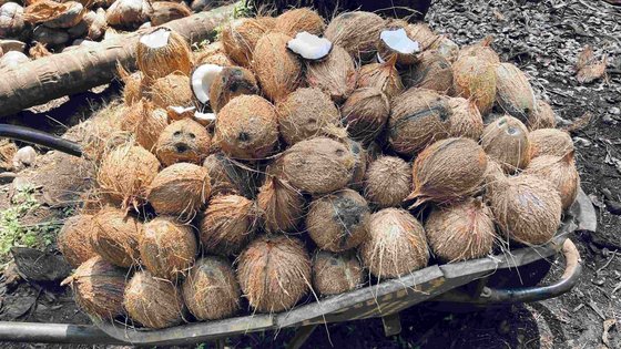 Kokosnüsse in São Tomé und Príncipe Kokosnüsse, die gehäuft in einer Schubkarre gelagert sind.