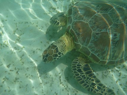 Schildkröte unter Wasser auf Borneo