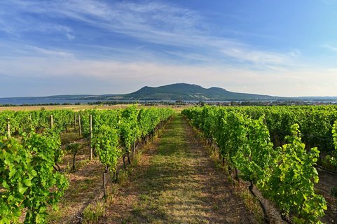 Inmitten der Weinberge