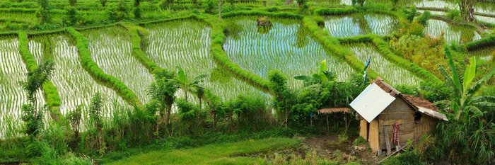 Reisfelder auf der indonesischen Insel Bali