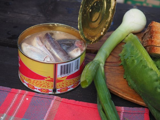 Der berüchtigste fermentierte Hering aus Schweden: Surströmming Eine geöffnete Konserve gefüllt mit fermentiertem Fisch