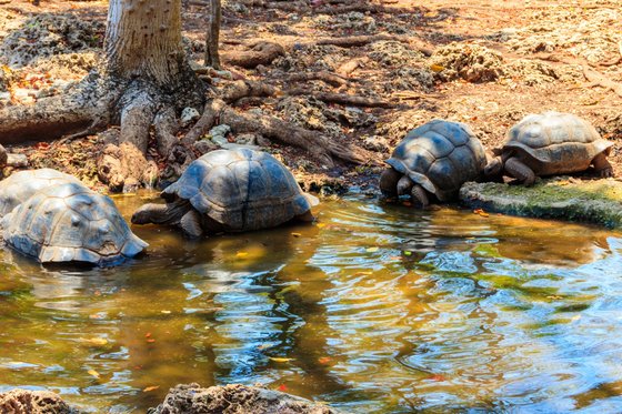 In der Bildmitte befinden sich nebeneinander vier Landschildkröten am Rande einer Wasserstelle vor ihnen. Der Bereich hinter ihnen wird von erdigem mit Steinen durchzogenen Boden eingenommen. Links sieht man zudem die Wurzeln und den untersten Teil eines Baumes.
