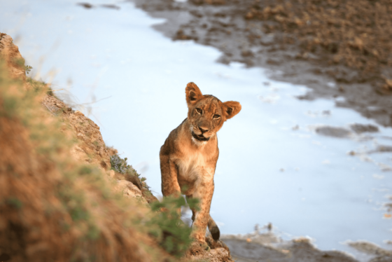 Eine putzige, von vorne fotografierte Löwin schaut den Betrachter direkt an. Sie steht an einem Abhang, der sich links das Bild hochzieht. Hinter der Löwin zieht sich ein helles Wasserband durchs Bild, in der rechten oberen Ecke ist braune Erde zu sehen.