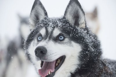 Ein Husky mit verschneitem Fell in Schwedisch Lappland