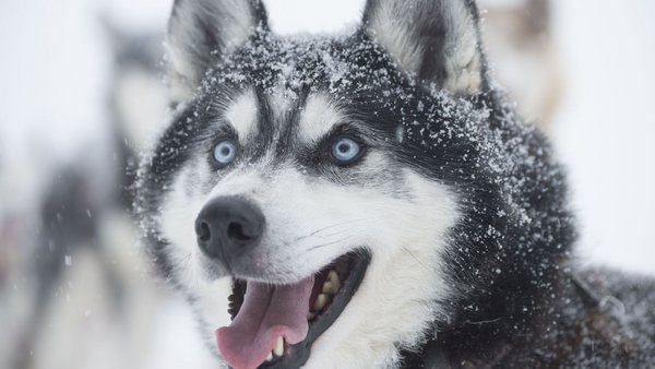 Ein Husky mit verschneitem Fell in Schwedisch Lappland