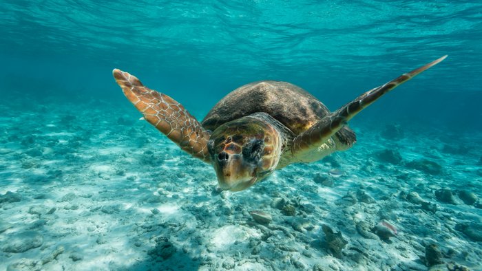 Eine Meeresschildkröte schwimmt im seichten Meerwasser.