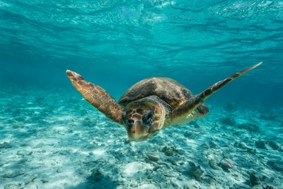 Meeresschildkröte schwimmt im seichten Meereswasser.